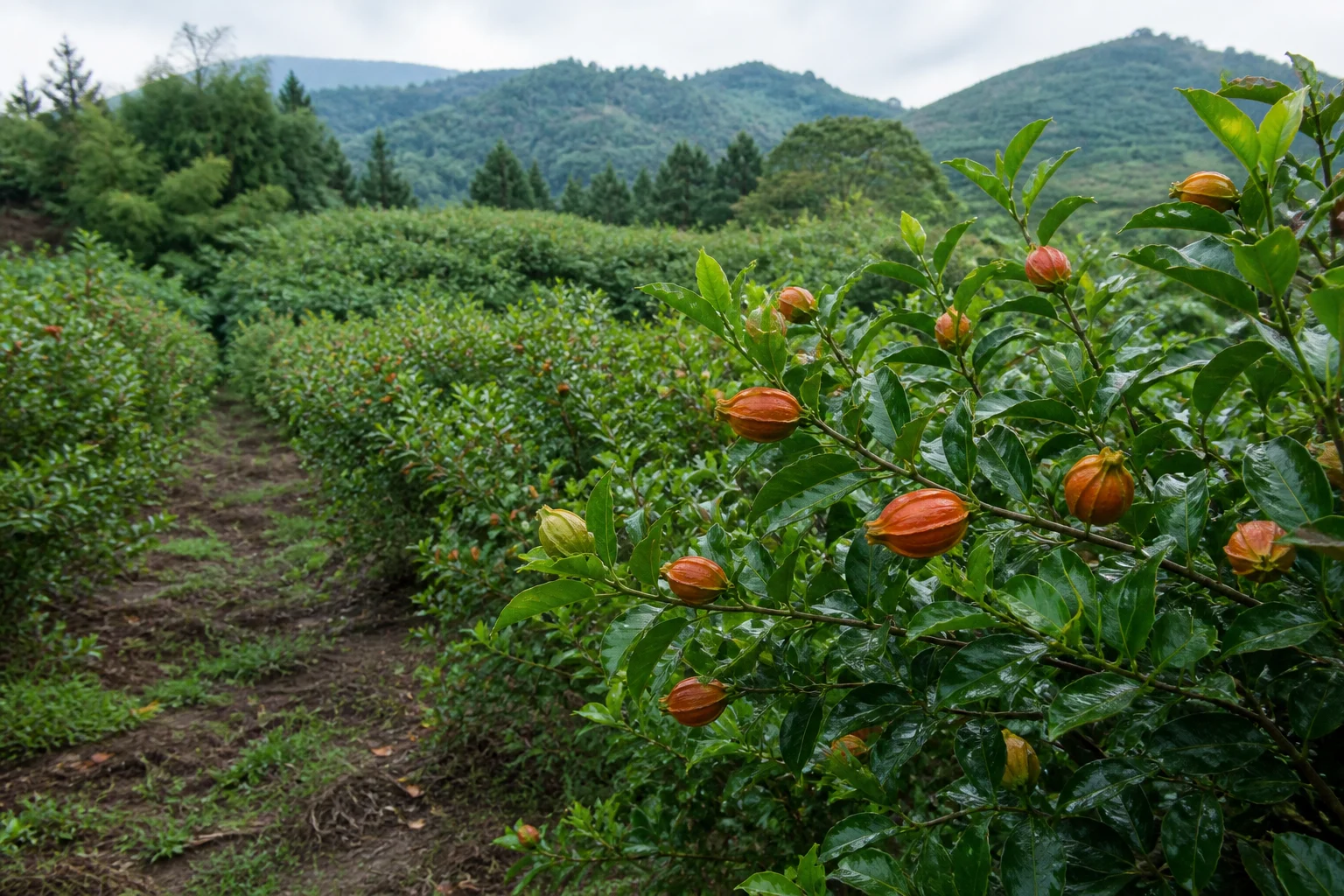 福建栀子果种植地视觉示意