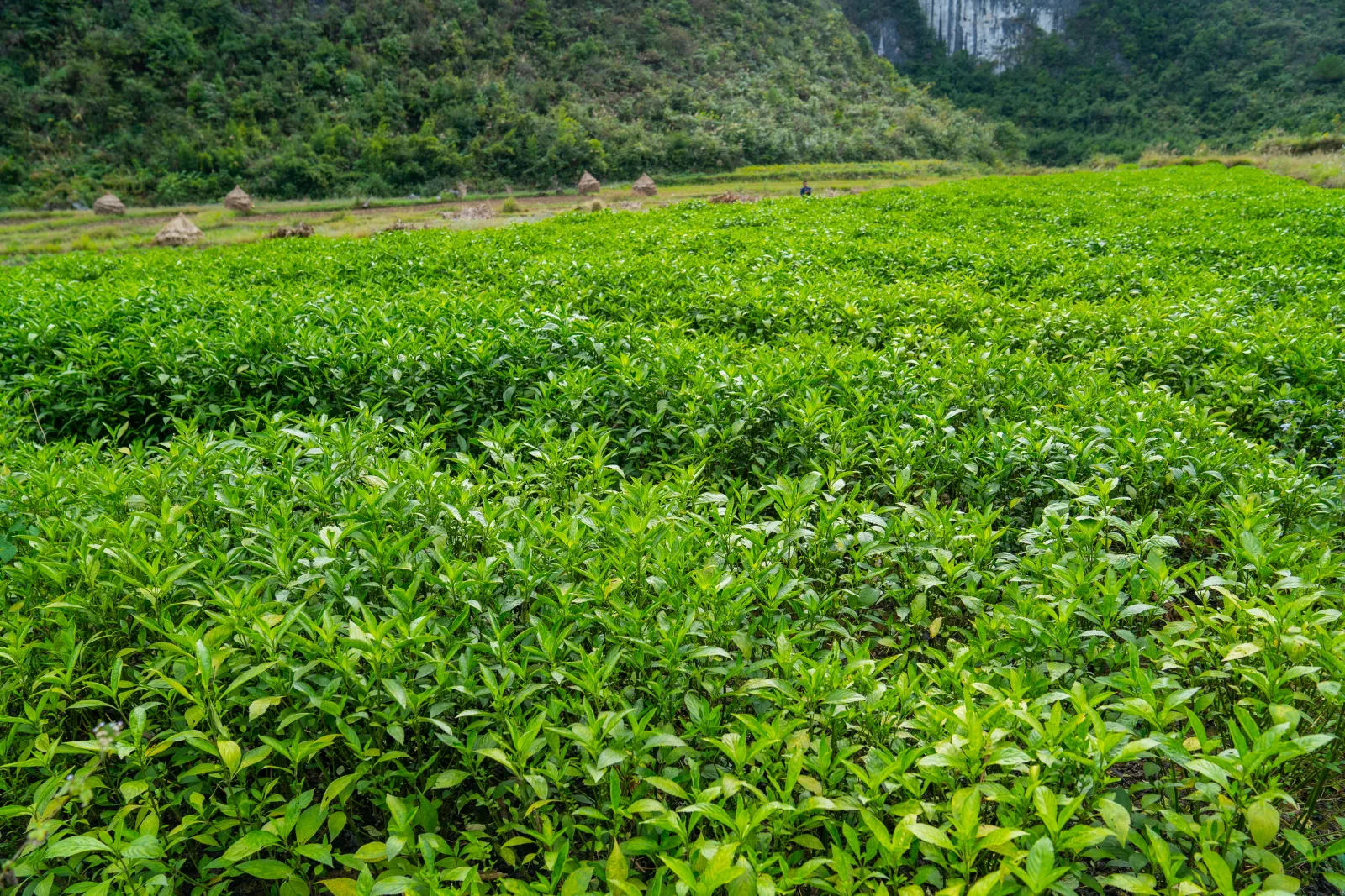 贵州马蓝原料种植基地实景